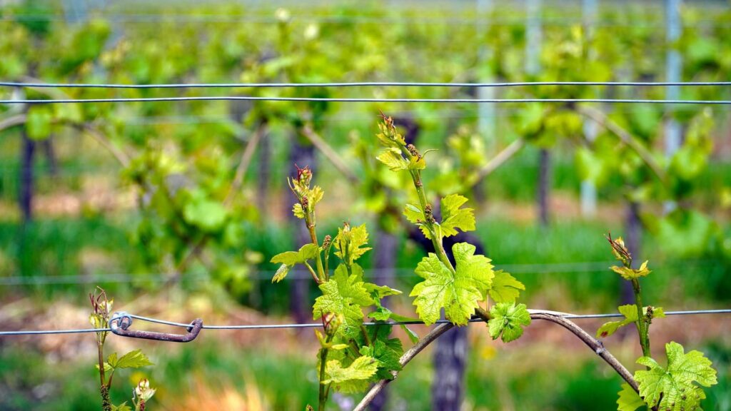 den Weinstock wachsen sehen