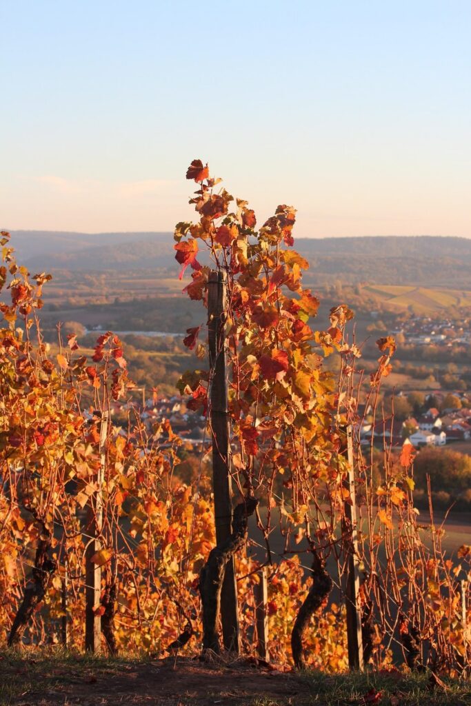 mein Rebstock im Weinberg