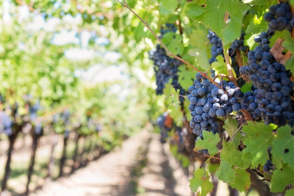 Rotwein Trauben im Weinberg