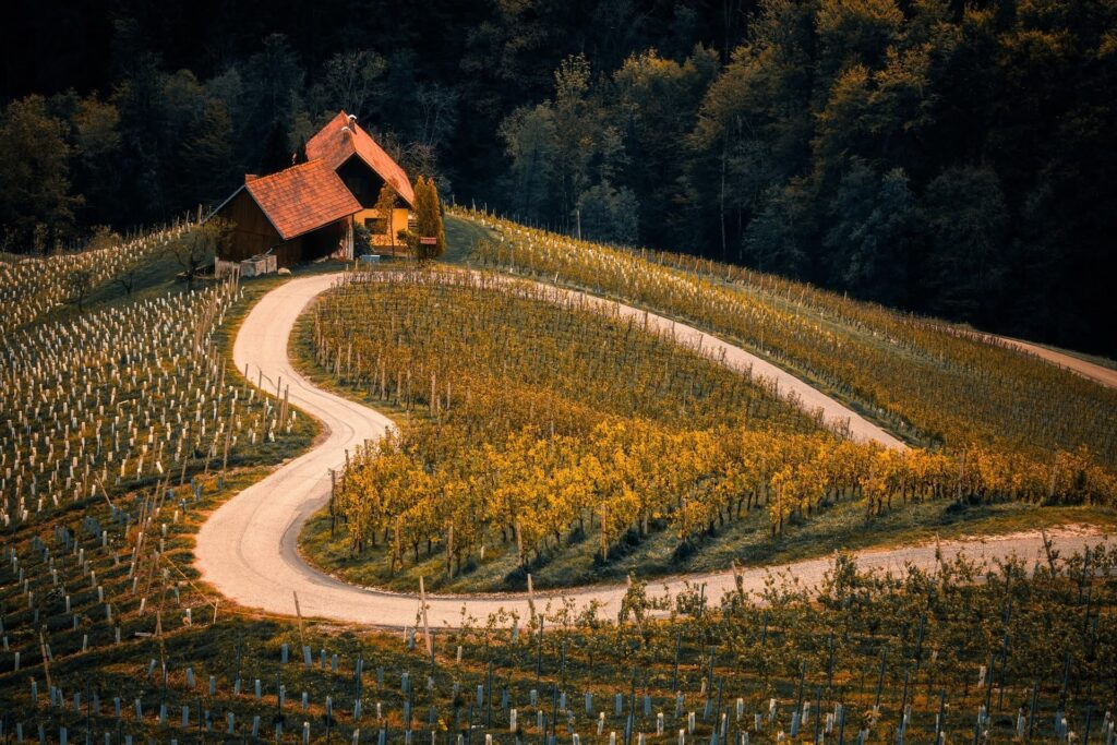 Weinberg mit Herz